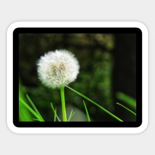 Dandelion Sticker